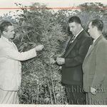 "Marijuana crops up again--Ready for picking is this lofty stand of weed from which reefers are made, discovered at Avenue X and West 11th St. in Gravesend. Getting ready to harvest the crop are ... Deputy Inspector Peter Terranova, left, head of Police Narcotics Squad, and General Inspector Frank Creta and Associate Superintendent Augustine Ferretti of the Sanitation Department."